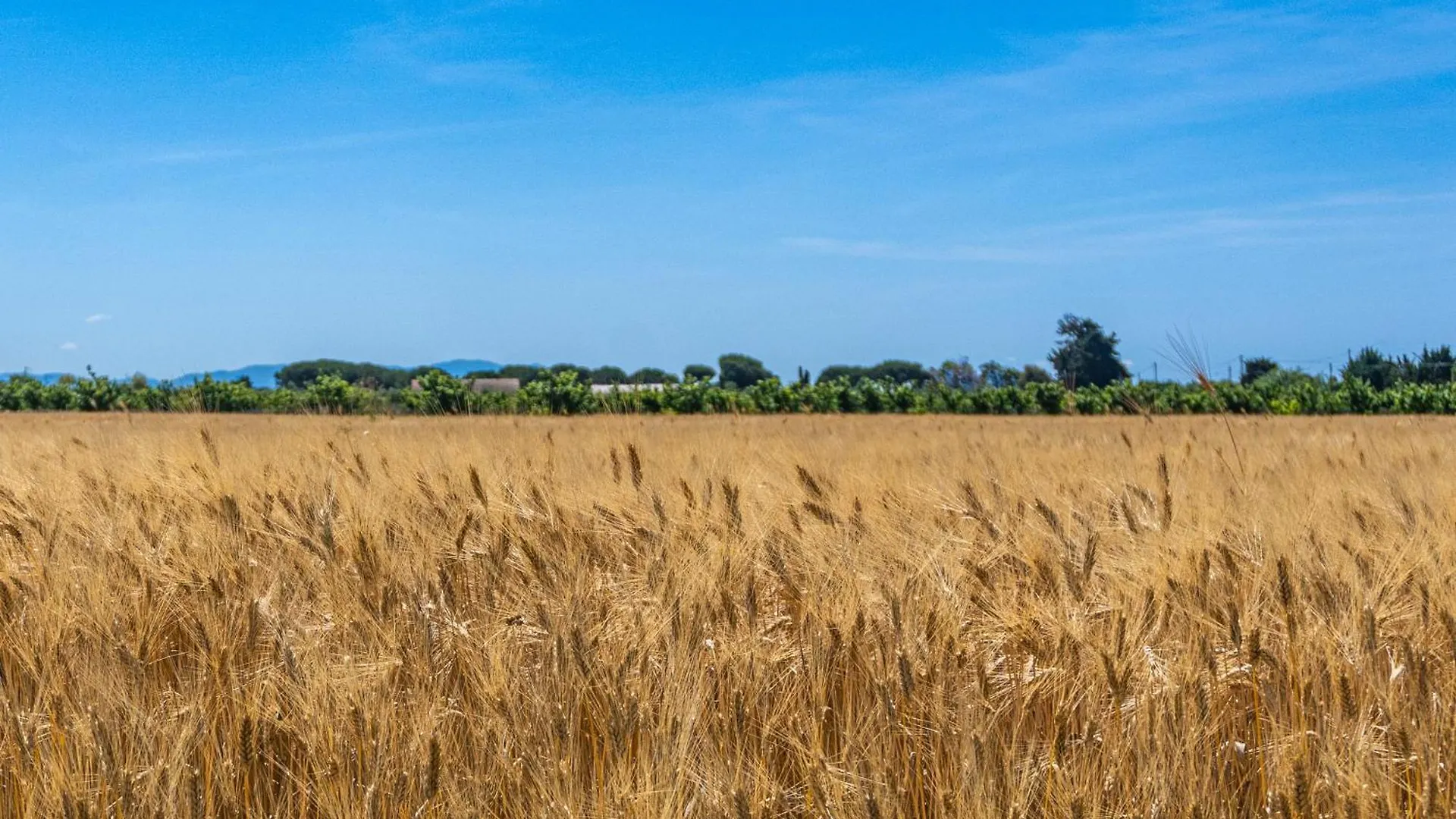 Agriturismo Il Tripesce Vada