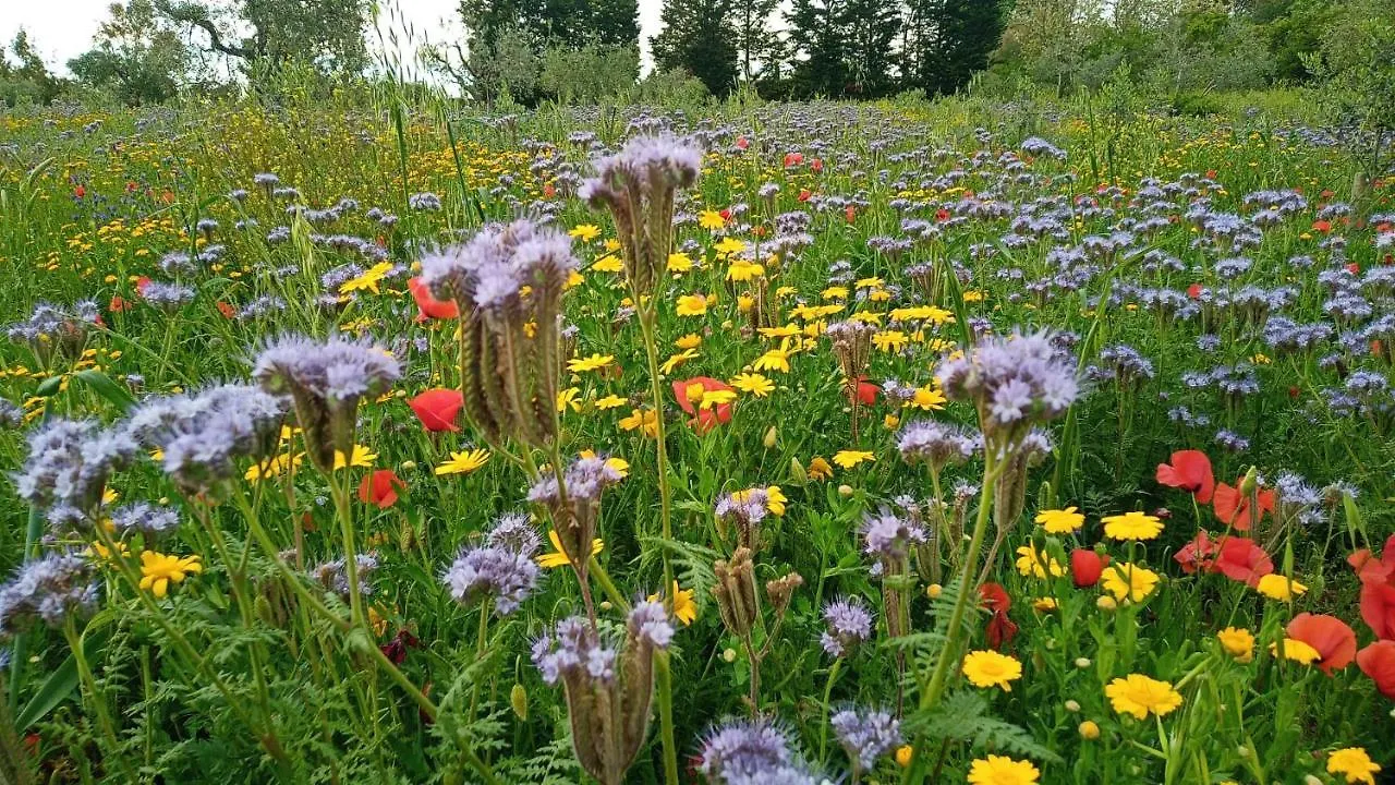 Agriturismo Il Tripesce Vada Italy
