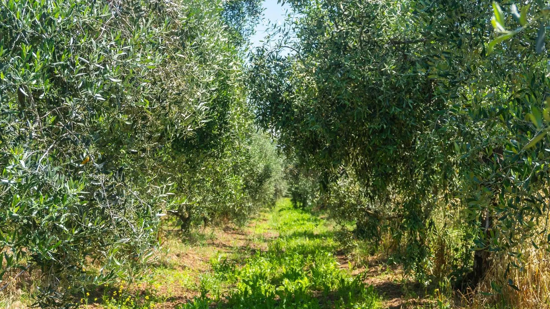 Lantgård Agriturismo Il Tripesce Vada Italien